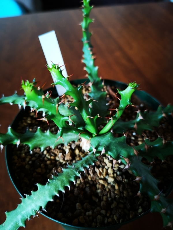 f:id:yoshida_lab:20190210092017j:plain