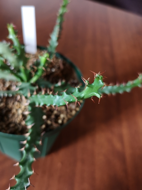 f:id:yoshida_lab:20190210092018j:plain