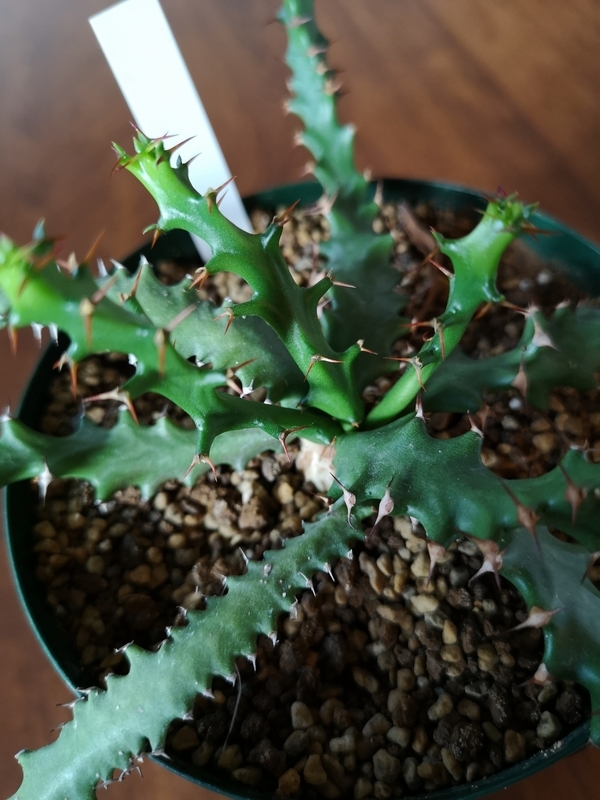 f:id:yoshida_lab:20190210092019j:plain