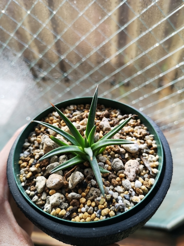 f:id:yoshida_lab:20190210105158j:plain f:id:yoshida_lab:20190210105158j:plain