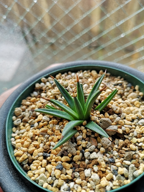 f:id:yoshida_lab:20190210105204j:plain f:id:yoshida_lab:20190210105204j:plain