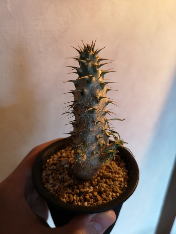 f:id:yoshida_lab:20190211095705j:plain f:id:yoshida_lab:20190211095705j:plain