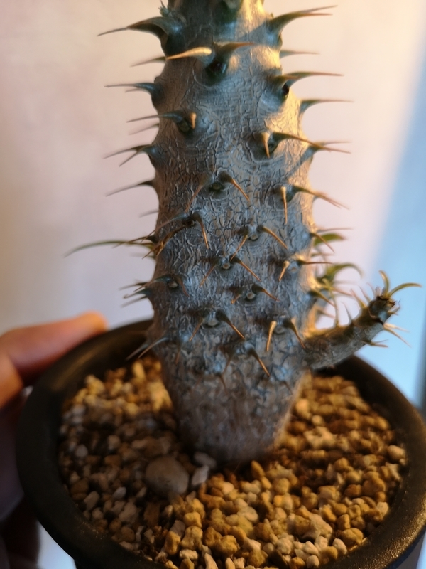 f:id:yoshida_lab:20190211095706j:plain f:id:yoshida_lab:20190211095706j:plain