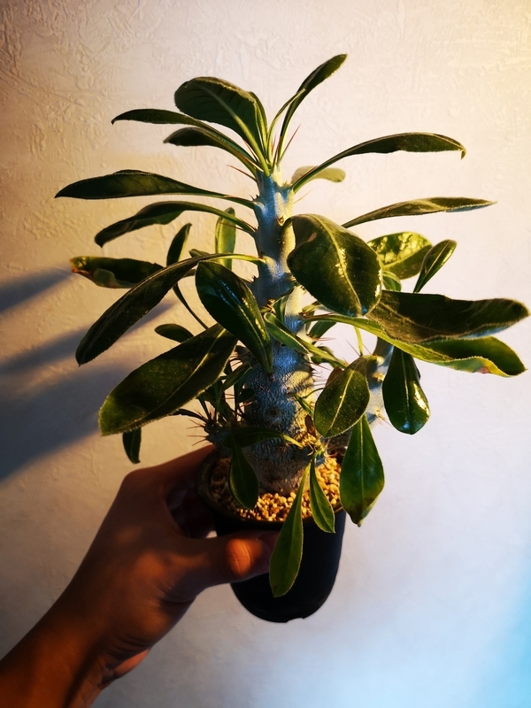 f:id:yoshida_lab:20190211095711j:plain f:id:yoshida_lab:20190211095711j:plain