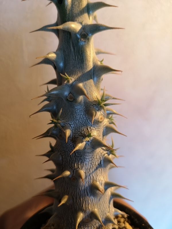 f:id:yoshida_lab:20190211095717j:plain f:id:yoshida_lab:20190211095717j:plain