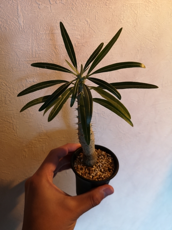 f:id:yoshida_lab:20190211095720j:plain f:id:yoshida_lab:20190211095720j:plain