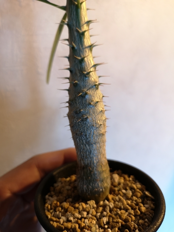 f:id:yoshida_lab:20190211095721j:plain f:id:yoshida_lab:20190211095721j:plain