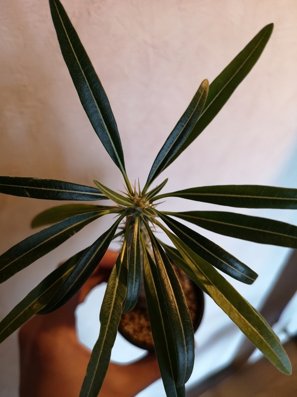 f:id:yoshida_lab:20190211095723j:plain f:id:yoshida_lab:20190211095723j:plain
