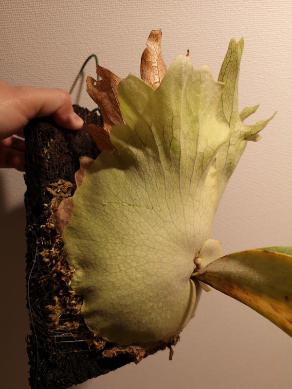 f:id:yoshida_lab:20190216124623j:plain