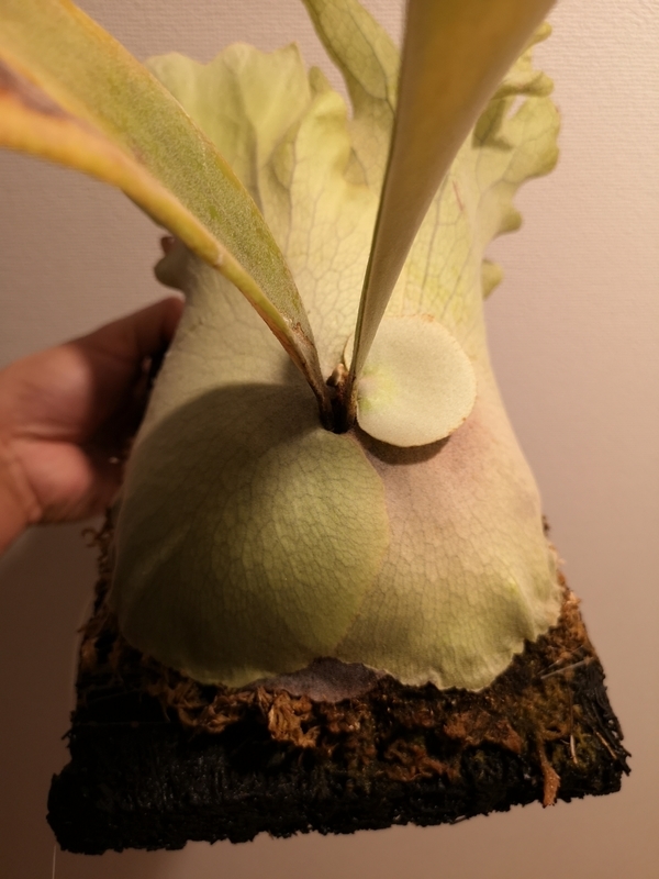 f:id:yoshida_lab:20190216124624j:plain