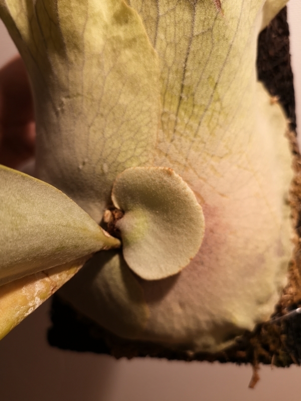 f:id:yoshida_lab:20190216124625j:plain