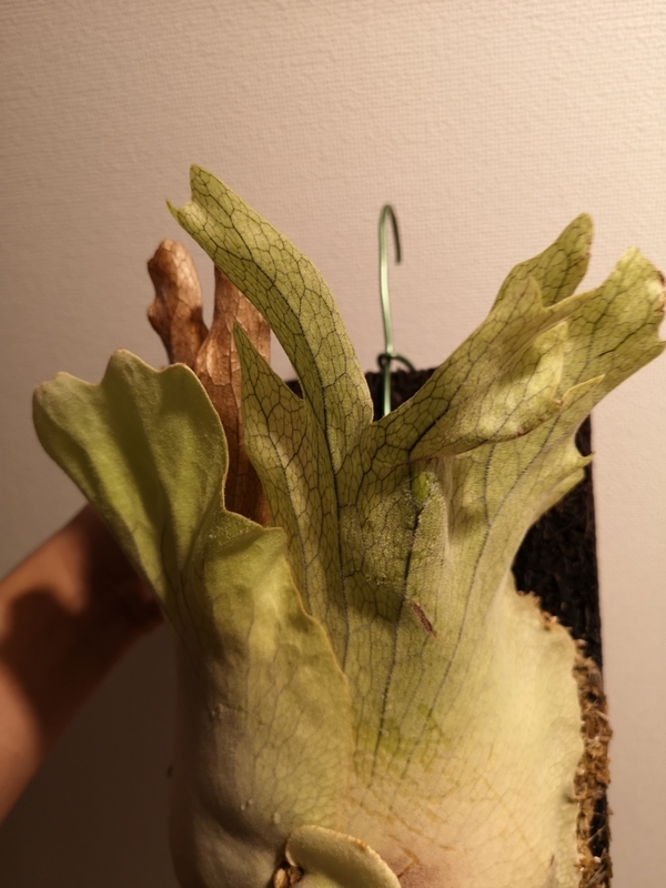 f:id:yoshida_lab:20190216124627j:plain