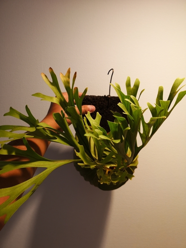 f:id:yoshida_lab:20190309103354j:plain f:id:yoshida_lab:20190309103354j:plain