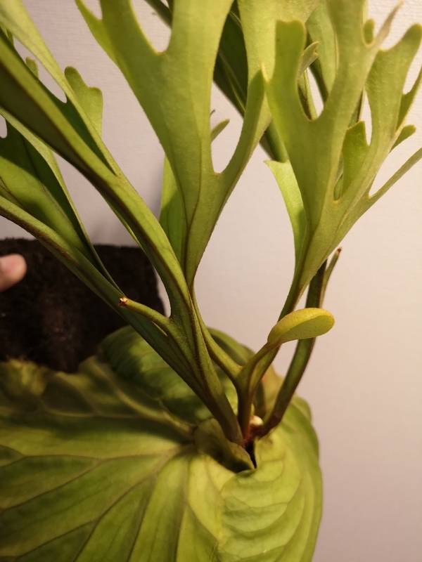 f:id:yoshida_lab:20190309103356j:plain f:id:yoshida_lab:20190309103356j:plain