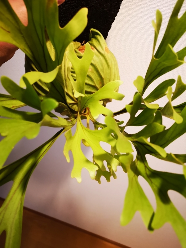f:id:yoshida_lab:20190309103358j:plain f:id:yoshida_lab:20190309103358j:plain
