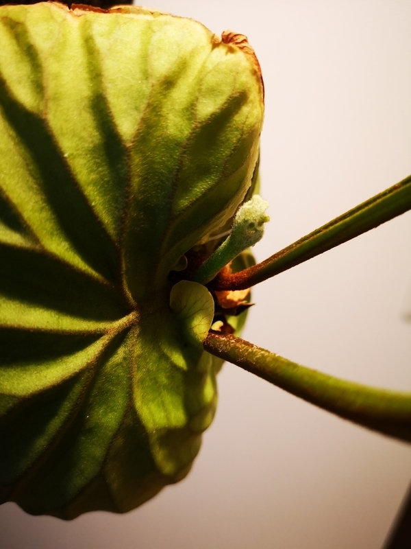 f:id:yoshida_lab:20190309103402j:plain f:id:yoshida_lab:20190309103402j:plain