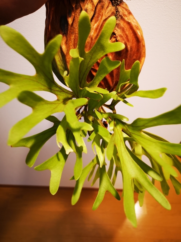 f:id:yoshida_lab:20190309103408j:plain f:id:yoshida_lab:20190309103408j:plain