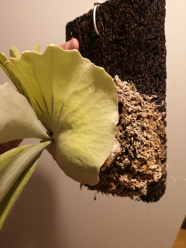 f:id:yoshida_lab:20190323110416j:plain