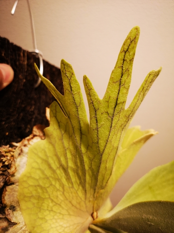 f:id:yoshida_lab:20190323110417j:plain