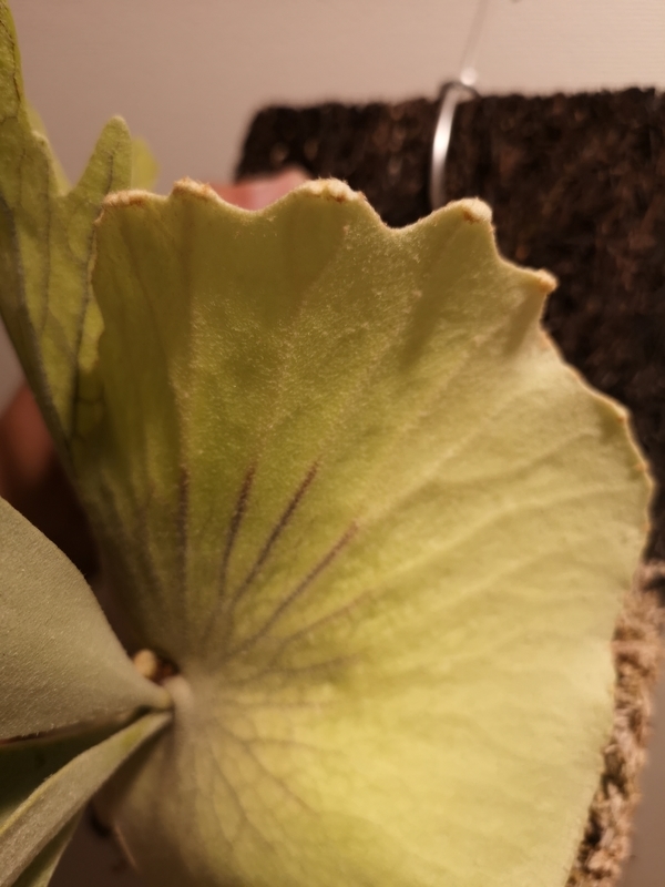 f:id:yoshida_lab:20190323110418j:plain