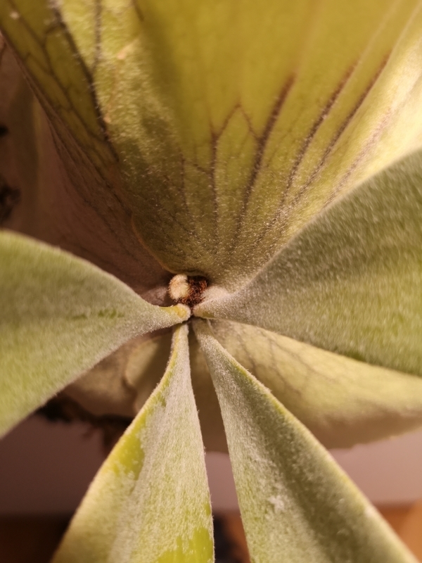 f:id:yoshida_lab:20190323110419j:plain