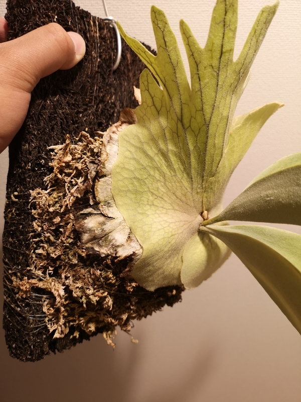 f:id:yoshida_lab:20190323110420j:plain