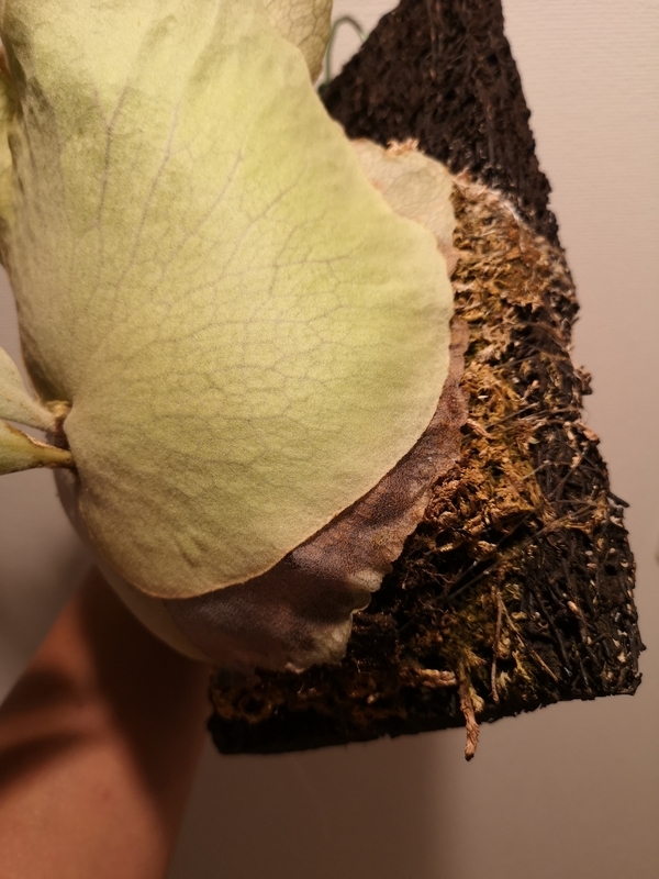 f:id:yoshida_lab:20190323110425j:plain f:id:yoshida_lab:20190323110425j:plain