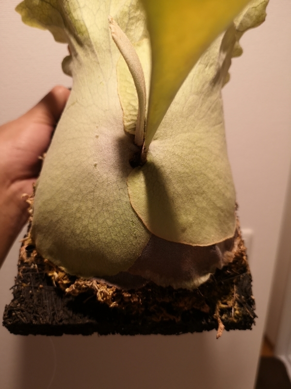 f:id:yoshida_lab:20190323110426j:plain f:id:yoshida_lab:20190323110426j:plain