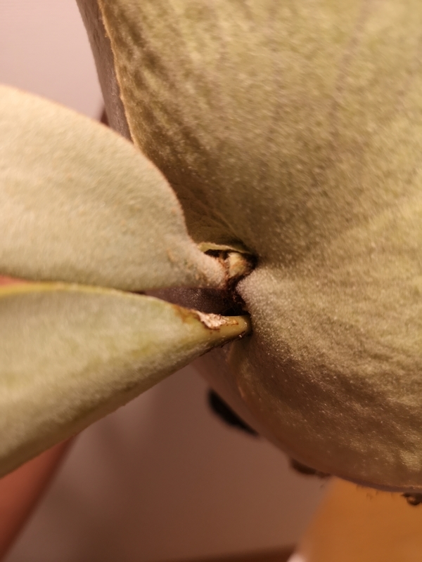 f:id:yoshida_lab:20190323110428j:plain f:id:yoshida_lab:20190323110428j:plain
