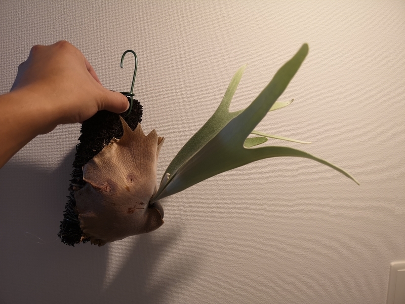 P.veitchii wild Australia 成長記(2019.4.23) - YOSHIDA LAB's BLOG