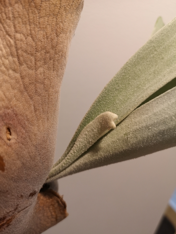 P.veitchii wild Australia 成長記(2019.4.23) - YOSHIDA LAB's BLOG