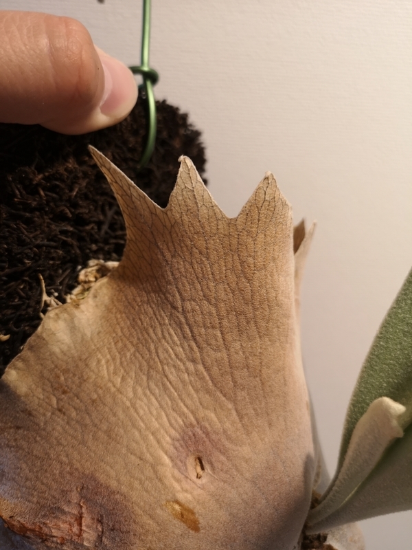 P.veitchii wild Australia 成長記(2019.4.23) - YOSHIDA LAB's BLOG