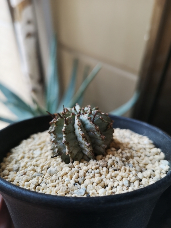 f:id:yoshida_lab:20190506121252j:plain