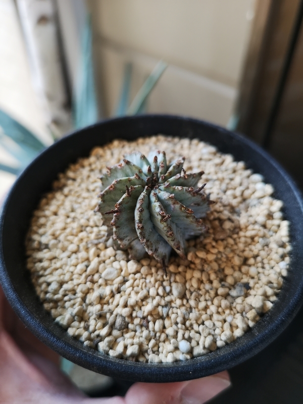 f:id:yoshida_lab:20190506121253j:plain