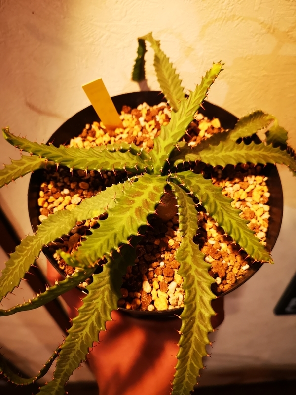 f:id:yoshida_lab:20190506121307j:plain