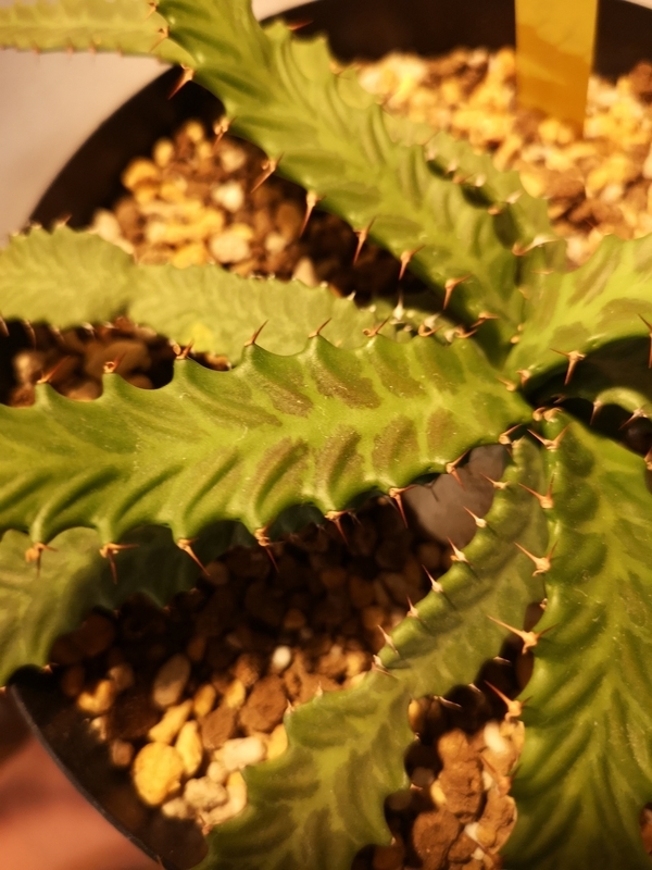 f:id:yoshida_lab:20190506121310j:plain