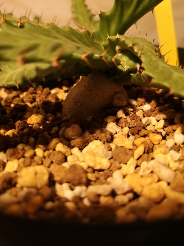 f:id:yoshida_lab:20190506121313j:plain