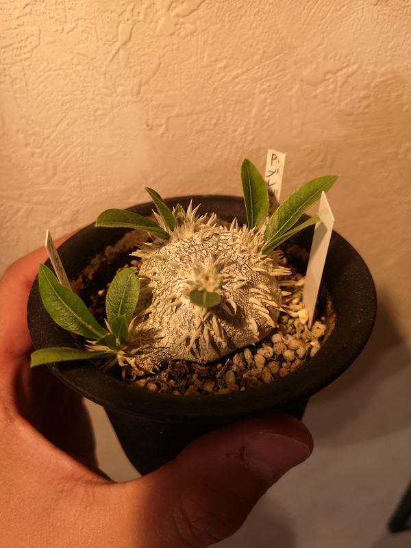 f:id:yoshida_lab:20190506121331j:plain f:id:yoshida_lab:20190506121331j:plain