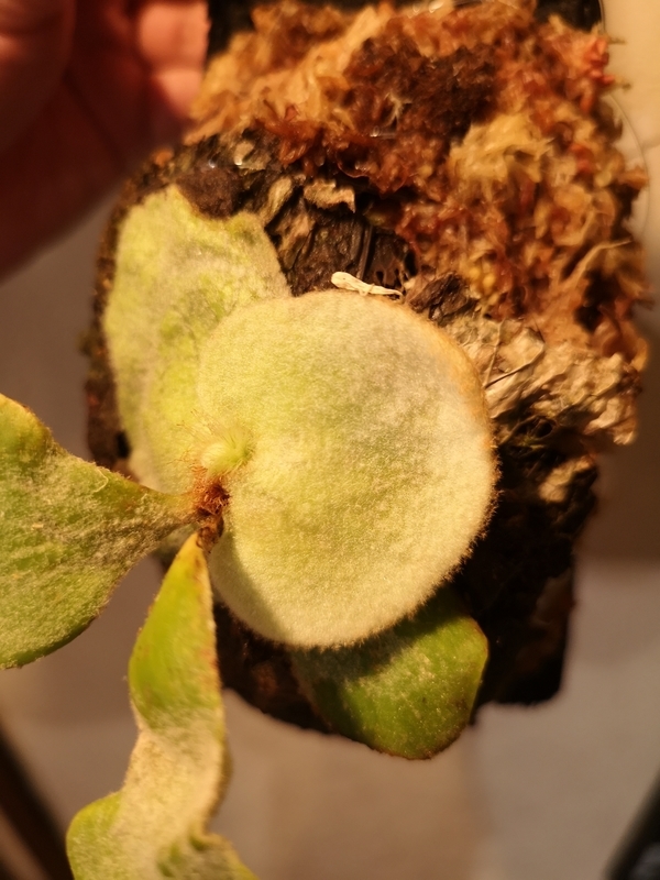 f:id:yoshida_lab:20190506121344j:plain f:id:yoshida_lab:20190506121344j:plain
