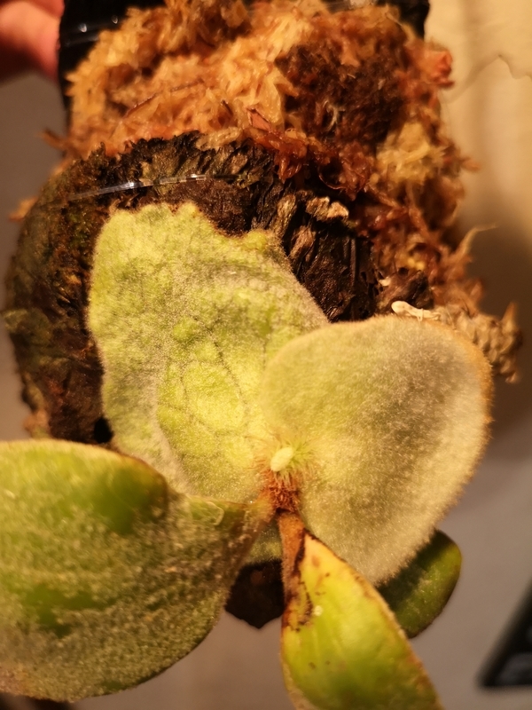 f:id:yoshida_lab:20190506121345j:plain f:id:yoshida_lab:20190506121345j:plain