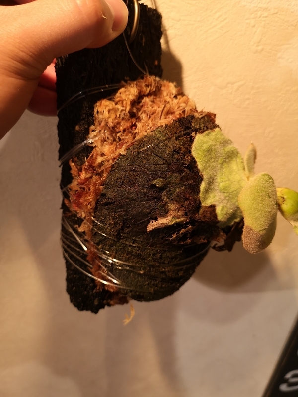 f:id:yoshida_lab:20190506121346j:plain f:id:yoshida_lab:20190506121346j:plain
