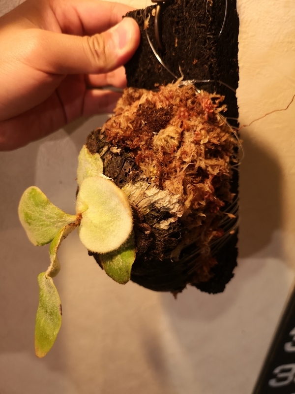 f:id:yoshida_lab:20190506121347j:plain f:id:yoshida_lab:20190506121347j:plain