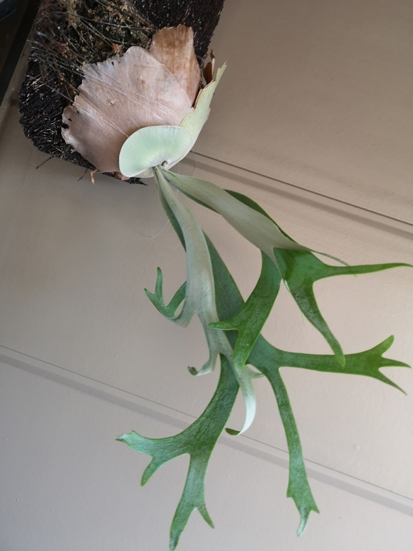 f:id:yoshida_lab:20190506121404j:plain f:id:yoshida_lab:20190506121404j:plain