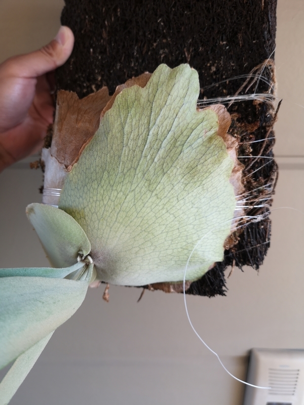 f:id:yoshida_lab:20190506121405j:plain f:id:yoshida_lab:20190506121405j:plain