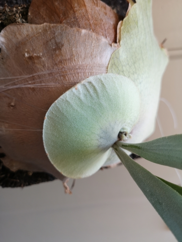 f:id:yoshida_lab:20190506121406j:plain f:id:yoshida_lab:20190506121406j:plain