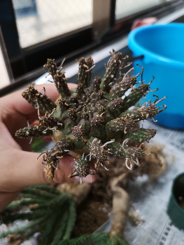 f:id:yoshida_lab:20190724224622j:plain f:id:yoshida_lab:20190724224622j:plain