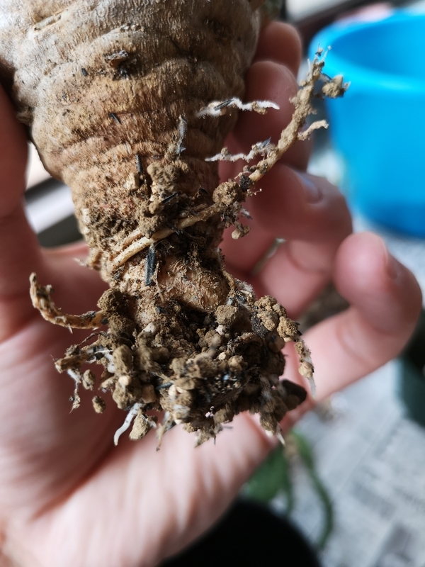 f:id:yoshida_lab:20190724224758j:plain f:id:yoshida_lab:20190724224758j:plain