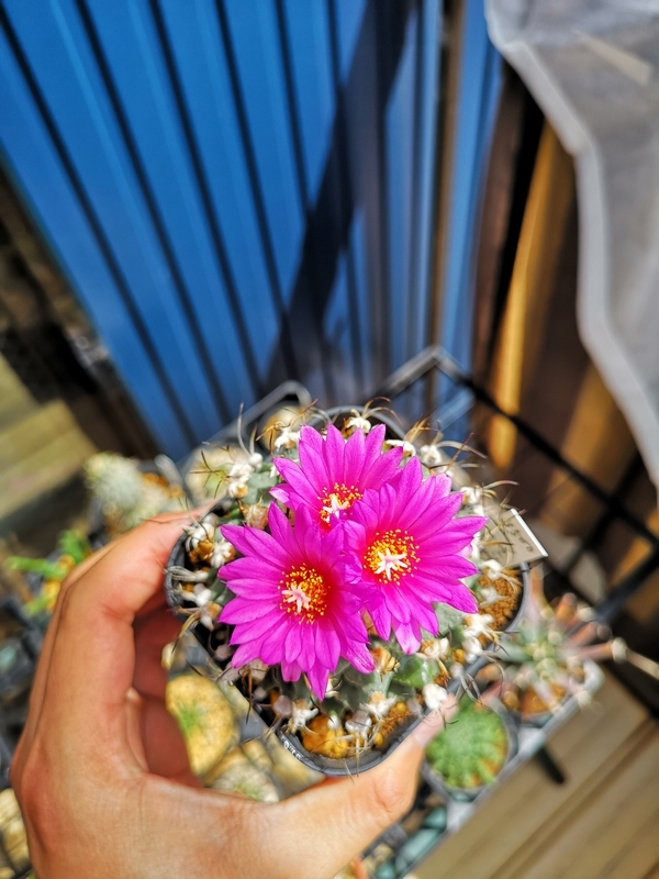 f:id:yoshida_lab:20190724225210j:plain f:id:yoshida_lab:20190724225210j:plain