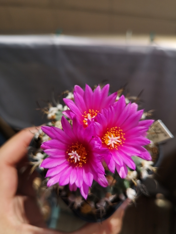 f:id:yoshida_lab:20190724225250j:plain f:id:yoshida_lab:20190724225250j:plain