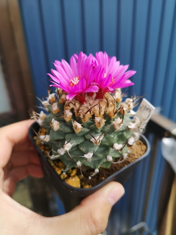 f:id:yoshida_lab:20190724225348j:plain f:id:yoshida_lab:20190724225348j:plain